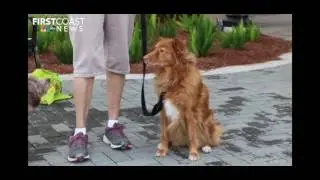 Learn to speak dog