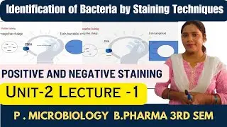Identification of Bacteria Using Staining Techniques | Types of Staining | Simple Staining | B pharm