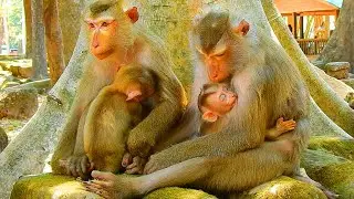 Finally Luno get breastfeeding from his mother Luna, Luna take care of Luno even she is pregnant now