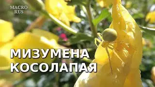 Мизумена косолапая /Misumena Vatia/. Слабонервным не смотреть!  16+