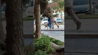 i 43 Харків Пес на прогулянці Kharkiv Dog on a walk Харьков Пес на прогулке 05082025