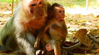 Poor Daily Timo Baby Monkey Life, How Pity All Baby Monkeys In Amara Group!