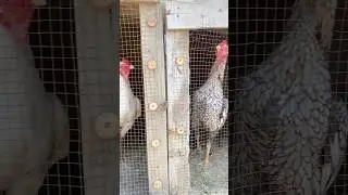 A couple of beauties | White birds | white hen | rooster #shorts#reels #diy #birds #petshub #hen