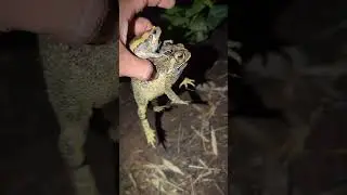 BOING BOING catch amazing funny frogs | catch frog flying funny for laugh | Tep longheng funny