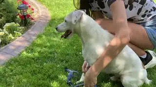 Euro Dog Waterproof Step In Harness
