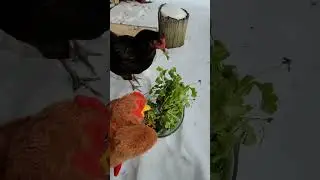 Chickens react to a Chicken puppet 😆🐔 #shorts