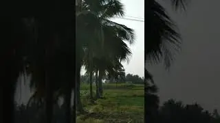 green grass || green nature || green tree || world photos and videos by pjss