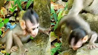 Baby monkey Maci Slipped on big stone, Pity baby monkey Maci