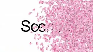 Pink Cherry Blossom Sakura Stinger Transition