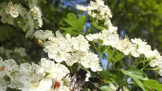 Criorhina ranunculi foraging