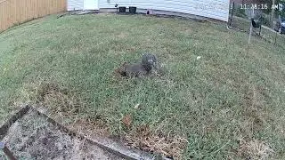 Squirrel hiding a walnut in the rabbit nest 9/28/2023