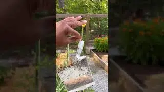 Releasing Ladybugs in the Garden