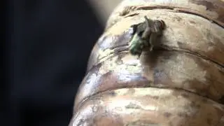 How does a bag worm move ?