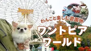 愛犬チワワとワントピア🎡わんこと遊園地で乗り物を楽しめるイベントVlog
