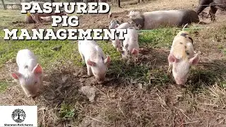 3 Things Every Pasture Pig Farmer Needs to Know