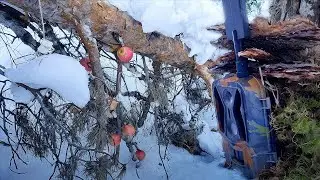 Хитрый зверёк на кадрах Фотоловушки: охота на яблоки и сало 