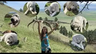 Finding and Presenting an Elk Antler to Our 7 Guardian Dogs