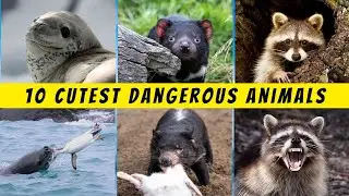 10 Cutest Dangerous Animals on the Planet