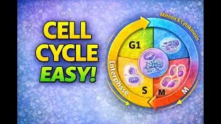Cell Cycle Explained Easily | Interphase (G1&ndash;S&ndash;G2), Mitosis | Biology | Study with AI