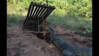 Awesome Quick Komodo Dragon Trap Using Best Trap - Traditional Big Komodo Dragon Trap Work 100%