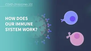 COVID-19 Vaccines 101: How does our Immune System work?