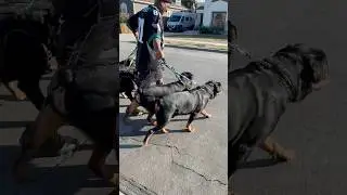 This our homie! The 5 Rs always make sure he&rsquo;s safe!🐶🐶🐶🐶🐶💯#fyp #dogs #influencer