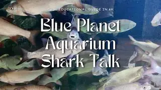 Divers Feed Sharks at Blue Planet Aquarium (Shark Talk & Educational Guide)