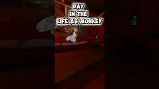 Day in the life as monkey #gorillatag #life