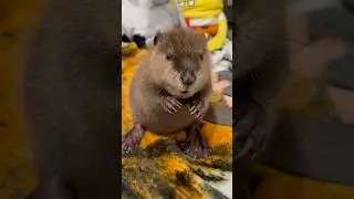 Blossom 🌸 #beavers #wildliferescue #cute #babybeaver www.somethingwild.org