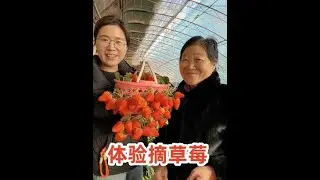 摘草莓50块钱一筐，摘了满满一大框，把老板给干迷茫了#家庭日常#生活vlog#BKT汽车腰靠#汽车腰靠