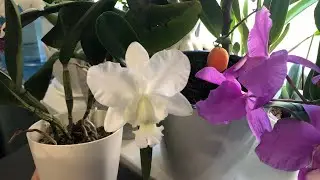 Cattleya dolosa f. alba 'Gorgeous' / каттлея долоза