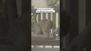 The Marvels | Proof The Flerkens Were Real