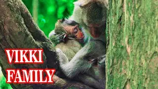 Wow ! Amazing mom Vikki monkey breastfeeding her baby on tree.