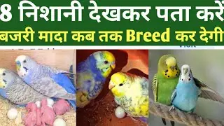 Budgies Female Breeding signs|bajri tote ande kab dete hein|Birds breed signs