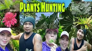 Plants Hunting | Beautiful Plants in the forest |