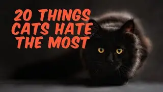 20 Things Cats Hate The Most