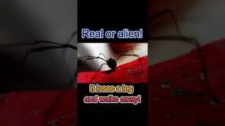 This Insect Isn&rsquo;t What You Think It Is! 🕷️|  #shorts #facts #america #unitedstates #insects