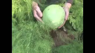 Pumpkins, Cucumbers, Tomatillos and Tobacco!