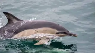 Ireland's Wild South Coast