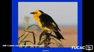 Caf&eacute; + Letras: Conociendo las aves del Uruguay: El autor realiza un an&aacute;lisis actualizado y exhaus...