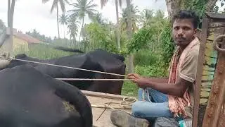 Farmer Riding Bullock cart with Black Working Hallikar ox pair in Bekkuppe circle, Kanakapura Taluk