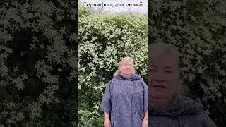 Клематис  Тернифлора обзор за минуту!