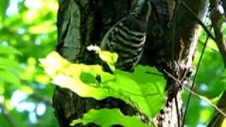 コゲラは木を突く～♪