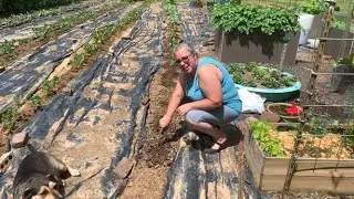 2020 Okra Challenge/Sampson Farms. We Entered, Have You?
