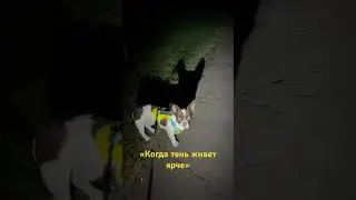 Когда тень живет ярче😁 #funnydog #shadowdog #dogvideo #fyp