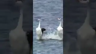 Funny Birds walking on water