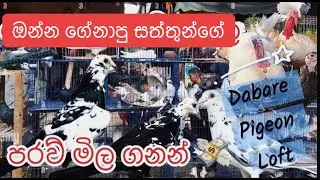 ඔන්න අදත් ගේනාවා 🕊😱