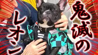 鬼滅のレオン！？レオン君が1歳の誕生日を迎えたのでコスプレさせてみたら可愛すぎた！！