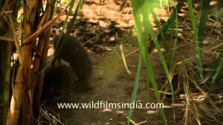 Baby Pygmy hogs digging in the ground, in India