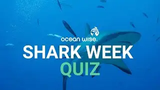 Shark Quiz: Fact or Fake News?  | Ocean Stories